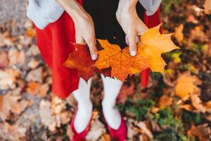 Closeup of girl's hands holding autumn maple tree leaves photo