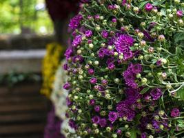 Compositions of autumn chrysanthemums in a public park photo