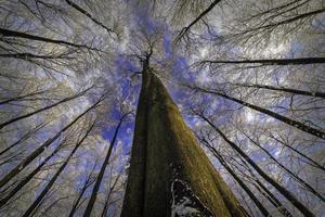 Wintertime trees crown photo