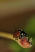 Ladybird on a leaf photo