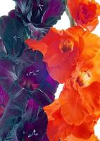 Beautiful Flower Gladiolus photo