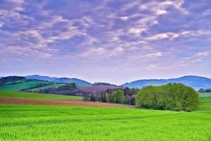 Landscape with tree photo