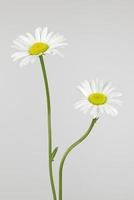 Two daisy flowers photo