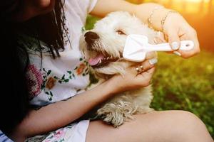 Girl combing her small dog photo