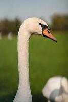 Mute Swan, Cygnus olor, Adult, close up photo
