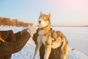 lindo perro husky foto