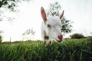 Goatling watching right in camera photo