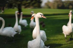 White swans resting on the green grass in the park. photo