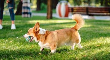 Welsh corgi enjoy his toy on the lawn photo