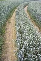 Path corn field photo