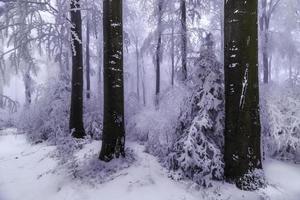 Beech trees trunks photo