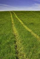 Green Spring meadow photo