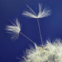 Macro dandelion seeds photo