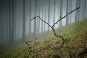 Spring spruce forest photo