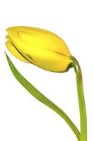 tulipán de flores amarillas foto