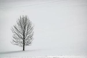 One tree in the landscape photo