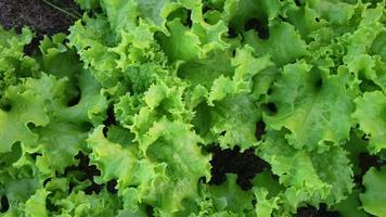 Pan View and Close up of Fresh Lettuce in Farm. Agriculture Concept video