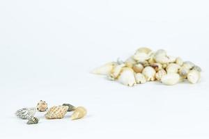 A variety of sea shells photo