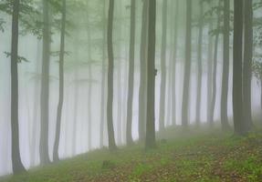 Beech forest in fog photo
