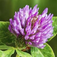 Purple Clover flower photo