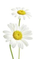 Two daisy flowers photo