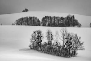 Group trees in the landscape photo