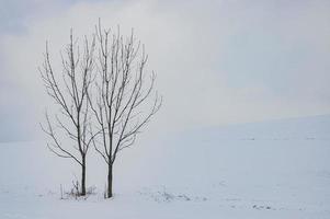 Two trees in the landscape photo