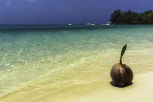 Coconut on a sunny sandy beach photo