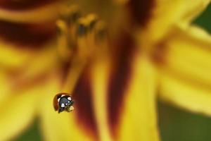 Ladybug on flower lily photo