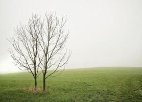 Lonely dry trees photo