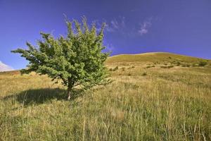 Tree and hill photo