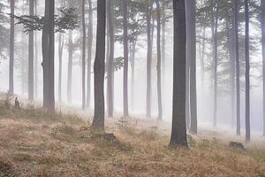 Beech forest in fog
