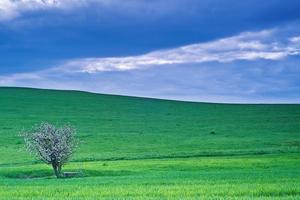 Landscape with tree photo