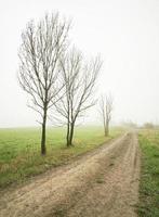 Lonely dry trees photo