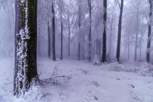 Beech trees trunks photo