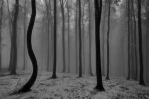 bosque de hayas de invierno foto