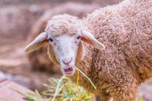 Close up of a sheep head eating green grass. photo