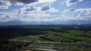 Aerial view of green fertile farmland of rice fields. Beautiful landscapes of agricultural or cultivating areas in tropical countries. video