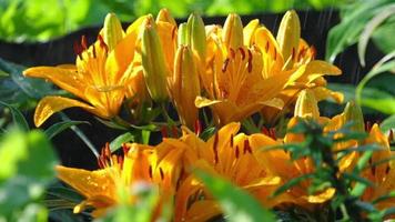 gotas de lluvia en los pétalos de un lirio amarillo de flores, cámara lenta video