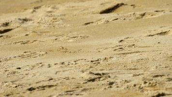 un crabe fantôme creusant du sable pour faire un trou sur la plage video