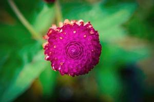 Globe amaranth flower close up macro premium photo