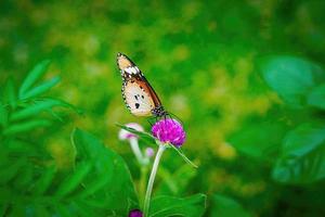 llanura tigre mariposa primer plano macro foto premium