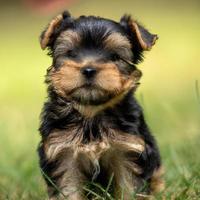 cute puppy dog with green grass bokeh background premium photo