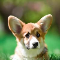 cute puppy dog with green grass bokeh background premium photo