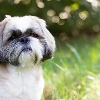 lindo cachorro de perro con hierba verde bokeh de fondo foto premium