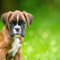 cute puppy dog with green grass bokeh background premium photo