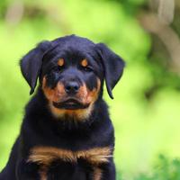 cute puppy dog with green grass bokeh background premium photo