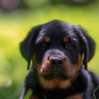 cute puppy dog with green grass bokeh background premium photo