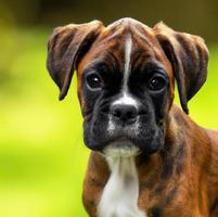 cute puppy dog with green grass bokeh background premium photo