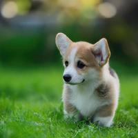 cute puppy dog with green grass bokeh background premium photo